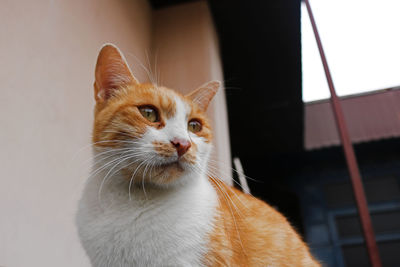 Close-up of a cat looking away