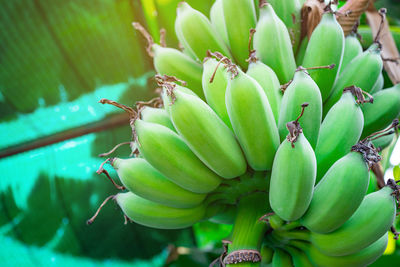 Close-up of berries on plant