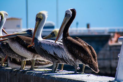 Close-up of pelican perching