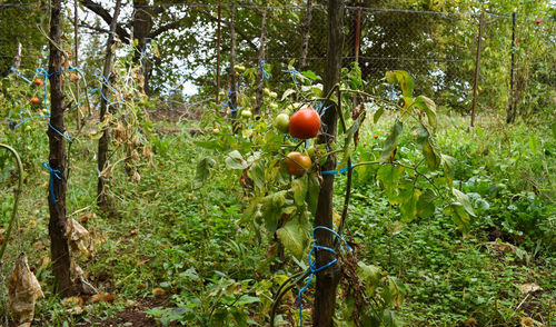 Apples growing on tree in forest