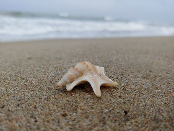 Close-up of a shell on beach