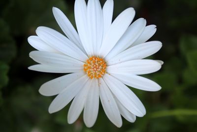 Close-up of white flower