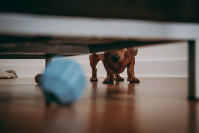 Close-up of stuffed toy on floor