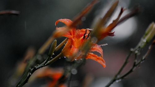 Close-up of insect on red flower