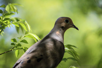 Close-up of bird perching on plant