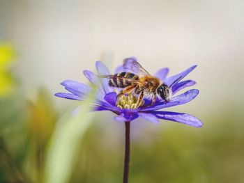 Close-up of bee pollinating on purple flower