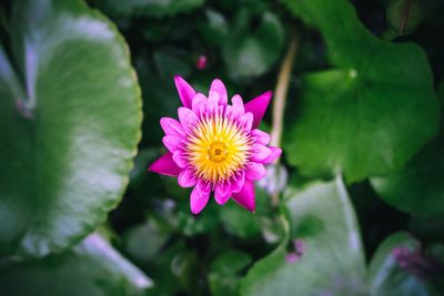 Close-up of pink flower