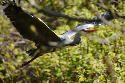 Close-up of bird flying