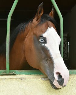 Close-up of brown horse in stable