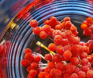 Close-up of rowanberries in water