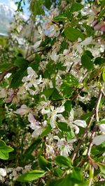 Close-up of white flowers