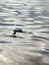 Bird swimming in lake