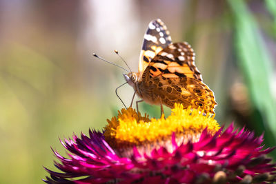 Close-up of butterfly pollinating on purple flower