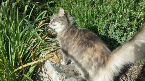 Cat relaxing in garden