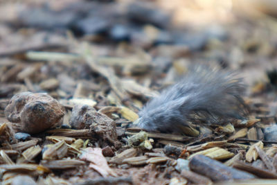 Close-up of dead bird on land