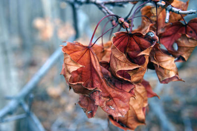 Close-up of dried maple leaves