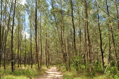 Trees in forest