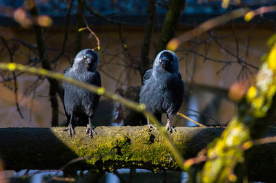 Close-up of bird perching on branch