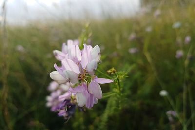 Close-up of pink flowering plant