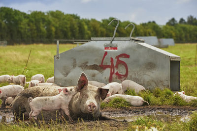 High angle view of pig on field