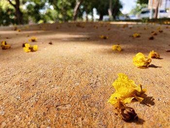 Close-up of yellow leaves on fallen tree