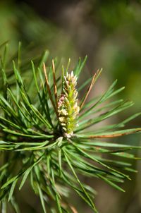 Close-up of pine tree