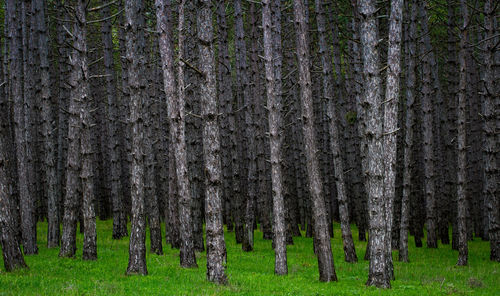 Pine trees in forest