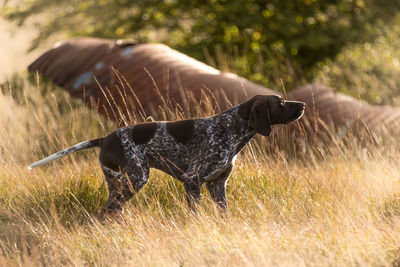 Close-up of a dog on field