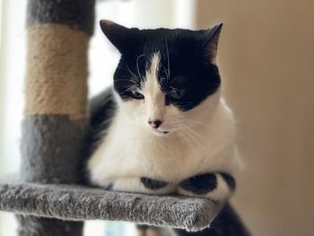 Close-up portrait of a cat