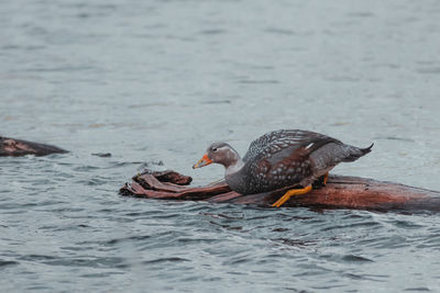 Duck perching on wood by lake