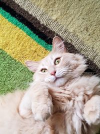 Portrait of cat relaxing against wall