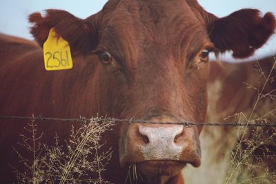 Close-up portrait of cow