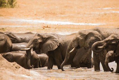 Elephant in water