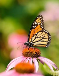 Close-up of butterfly pollinating on flower