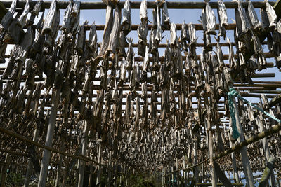 Low angle view of stockfish hanging on racks.