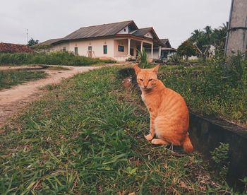 Cat looking at a house
