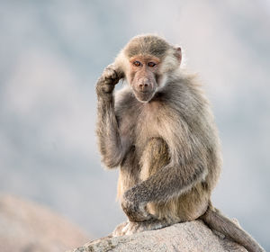 Portrait of monkey sitting on rock