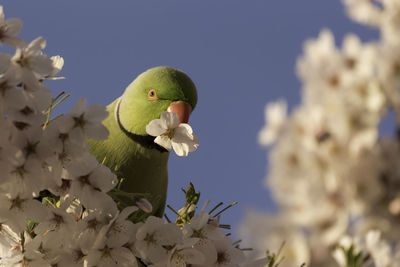 Low angle view of parrot on cherry blossoms tree