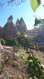 View of trees on mountain