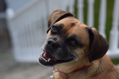 Close-up portrait of dog on steps