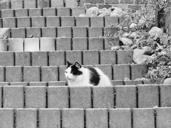 Cat on brick wall