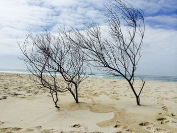 Bare tree on beach against sky