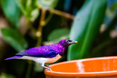 Close-up of a bird perching on purple flower