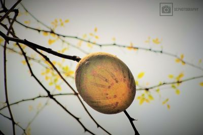 Low angle view of fruit on tree