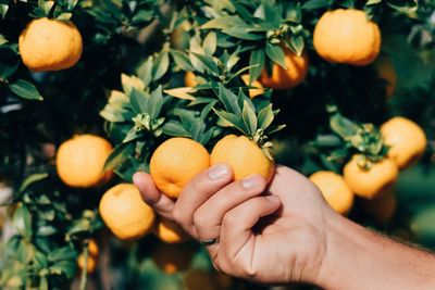 Cropped hand holding oranges