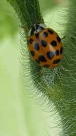 Extreme close-up of insect on leaf