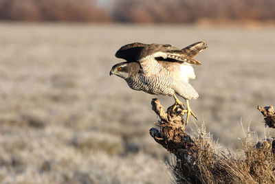 Side view of a bird flying