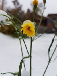 Close-up of yellow flowering plant