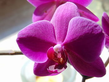 Close-up of pink orchid blooming outdoors