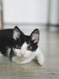 Portrait of kitten on floor